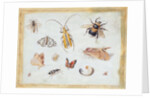 A Study of Butterflies and other Insects by Jan van the Elder Kessel