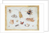 A Study of Butterflies and other Insects by Jan van the Elder Kessel