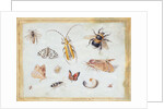A Study of Butterflies and other Insects by Jan van the Elder Kessel