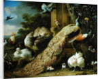 Peacock, parakeet, pelican, crane and poultry by Melchior de Hondecoeter