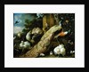 Peacock, parakeet, pelican, crane and poultry by Melchior de Hondecoeter