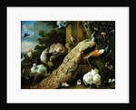 Peacock, parakeet, pelican, crane and poultry by Melchior de Hondecoeter