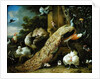 Peacock, parakeet, pelican, crane and poultry by Melchior de Hondecoeter