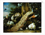 Peacock, parakeet, pelican, crane and poultry by Melchior de Hondecoeter