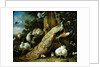 Peacock, parakeet, pelican, crane and poultry by Melchior de Hondecoeter