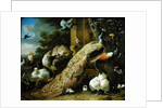 Peacock, parakeet, pelican, crane and poultry by Melchior de Hondecoeter