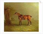 Racehorse by Benjamin Marshall