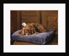 King Charles Spaniel by C. Fulton