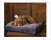 King Charles Spaniel by C. Fulton