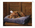 King Charles Spaniel by C. Fulton