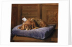King Charles Spaniel by C. Fulton