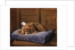 King Charles Spaniel by C. Fulton