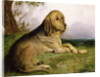 A Bloodhound in a Landscape by English School