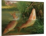 Trout at Winchester by Valentine Thomas Garland