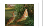 Trout at Winchester by Valentine Thomas Garland