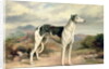 A Greyhound in a hilly landscape by James Henry Beard