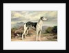 A Greyhound in a hilly landscape by James Henry Beard