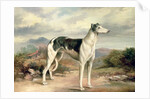 A Greyhound in a hilly landscape by James Henry Beard