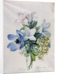 Anemone, wisteria and laburnum by Marie-Anne