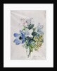 Anemone, wisteria and laburnum by Marie-Anne