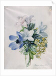 Anemone, wisteria and laburnum by Marie-Anne