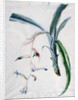 Orchid, 18th century by Marie-Anne