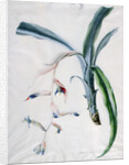 Orchid, 18th century by Marie-Anne