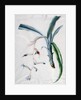 Orchid, 18th century by Marie-Anne