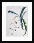 Orchid, 18th century by Marie-Anne