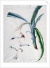 Orchid, 18th century by Marie-Anne