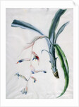 Orchid, 18th century by Marie-Anne