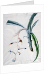 Orchid, 18th century by Marie-Anne