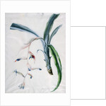Orchid, 18th century by Marie-Anne