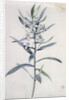Flower Pieces, 18th century by Marie-Anne