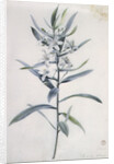 Flower Pieces, 18th century by Marie-Anne