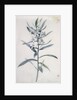 Flower Pieces, 18th century by Marie-Anne