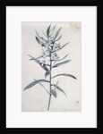 Flower Pieces, 18th century by Marie-Anne