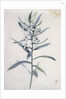 Flower Pieces, 18th century by Marie-Anne