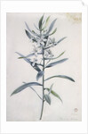 Flower Pieces, 18th century by Marie-Anne