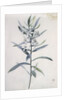 Flower Pieces, 18th century by Marie-Anne