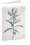 Flower Pieces, 18th century by Marie-Anne