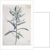 Flower Pieces, 18th century by Marie-Anne