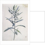 Flower Pieces, 18th century by Marie-Anne