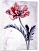 Flower Pieces, Oriental Poppy by Marie-Anne