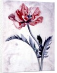 Flower Pieces, Oriental Poppy by Marie-Anne