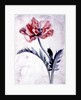 Flower Pieces, Oriental Poppy by Marie-Anne