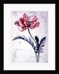 Flower Pieces, Oriental Poppy by Marie-Anne