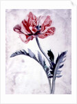 Flower Pieces, Oriental Poppy by Marie-Anne