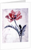 Flower Pieces, Oriental Poppy by Marie-Anne