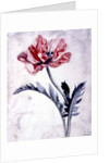 Flower Pieces, Oriental Poppy by Marie-Anne